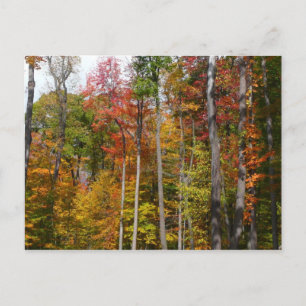 Postal Otoño en el bosque Fotografía de otoño colorido