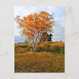 Postal Otoño en el lago Michigan