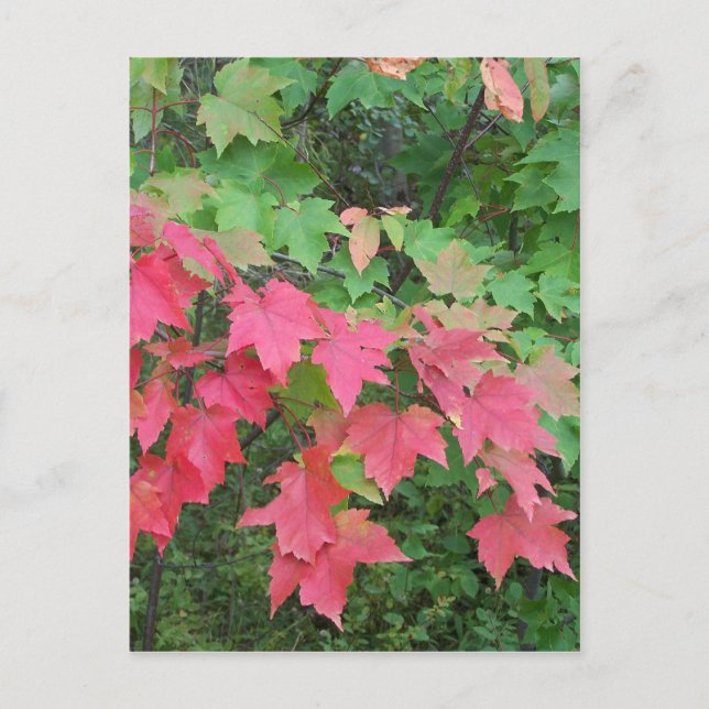 Postal Otoño En Maine (Anverso)