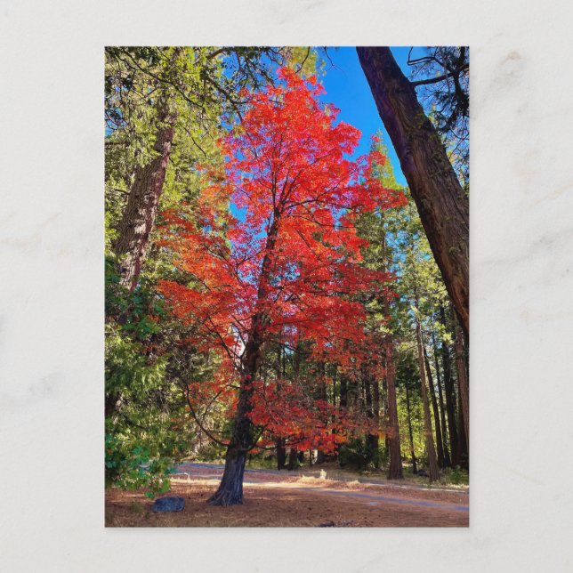Postal Otoño en Yosemite (Anverso)