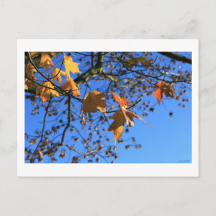 Postal Otoño,hojas,arce, cielo azul, BC, Canadá,2010