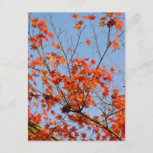 Postal Otoño III
