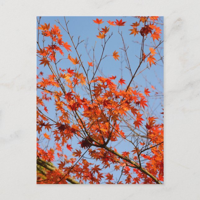 Postal Otoño III (Anverso)