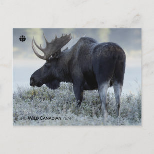 Postal Otoño - Moose