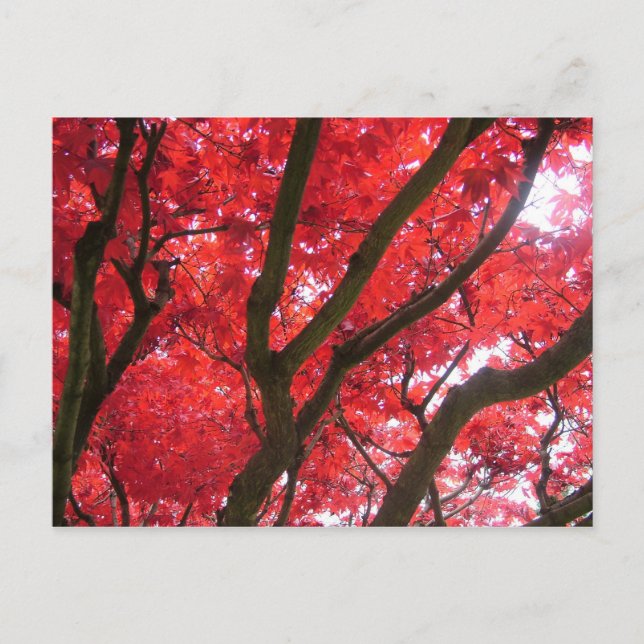 Postal Otoño, otoño, hojas (Anverso)