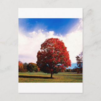 Postal Otoño Red Maple Tree Forest Clermont Kentucky