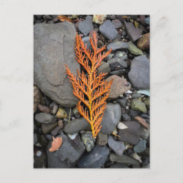 Postal Otoño sobre las rocas