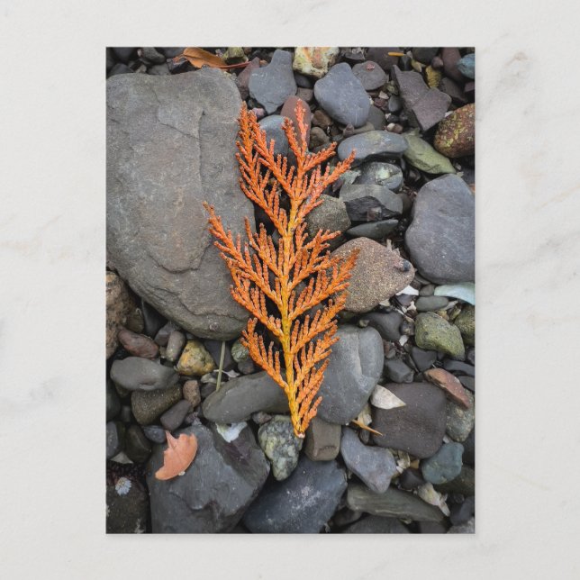 Postal Otoño sobre las rocas (Anverso)