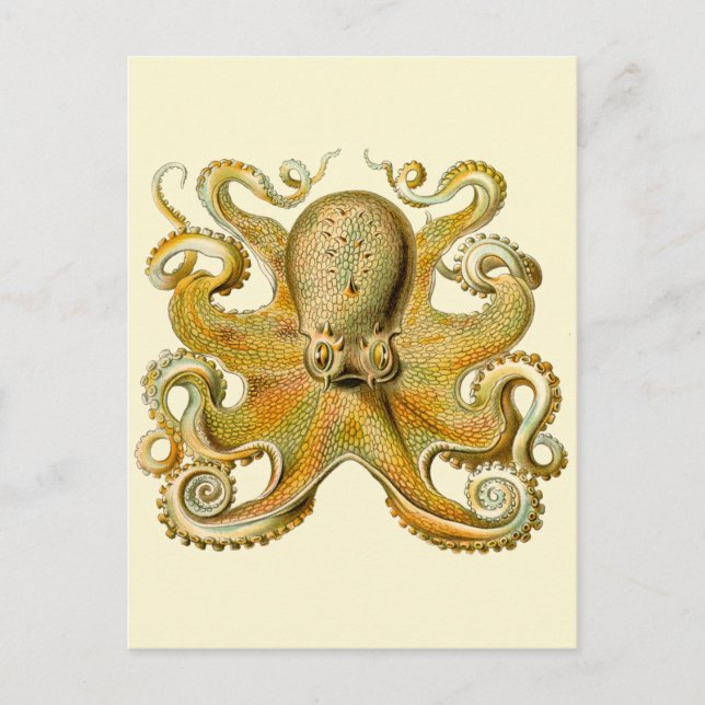 Postal Otopus ilustracion antiguo monstruo del mar (Anverso)