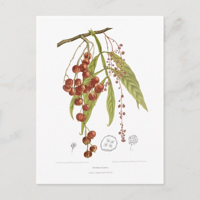 Postal Otorpha alata (Anverso)