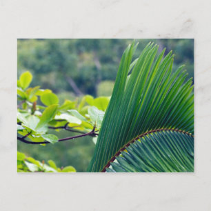 Postal Otra hoja de palma en la selva tropical de Indones