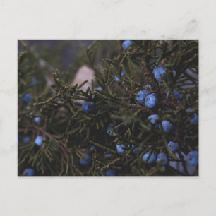 Postal "Otros mundos azules"