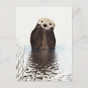 Postal Otter