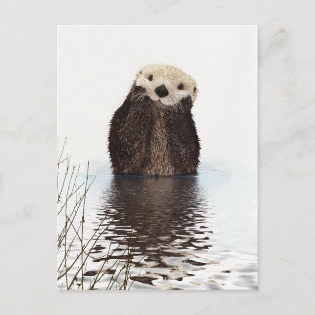 Postal Otter (Anverso)