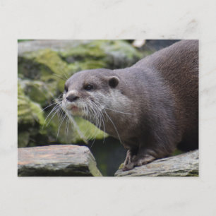 Postal Otter