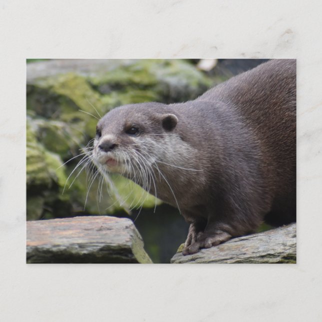 Postal Otter (Anverso)