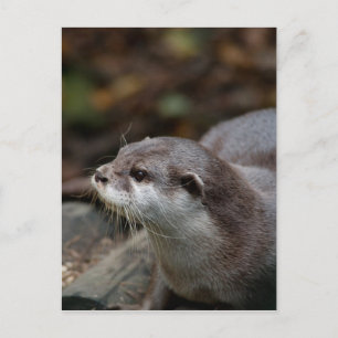 Postal Otter