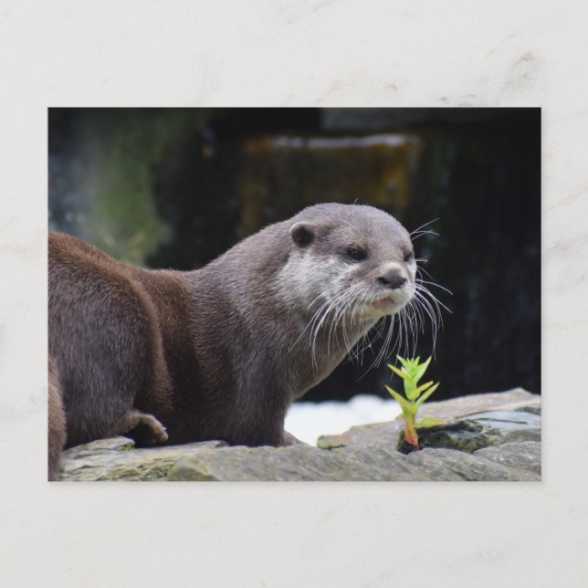 Postal Otter (Anverso)