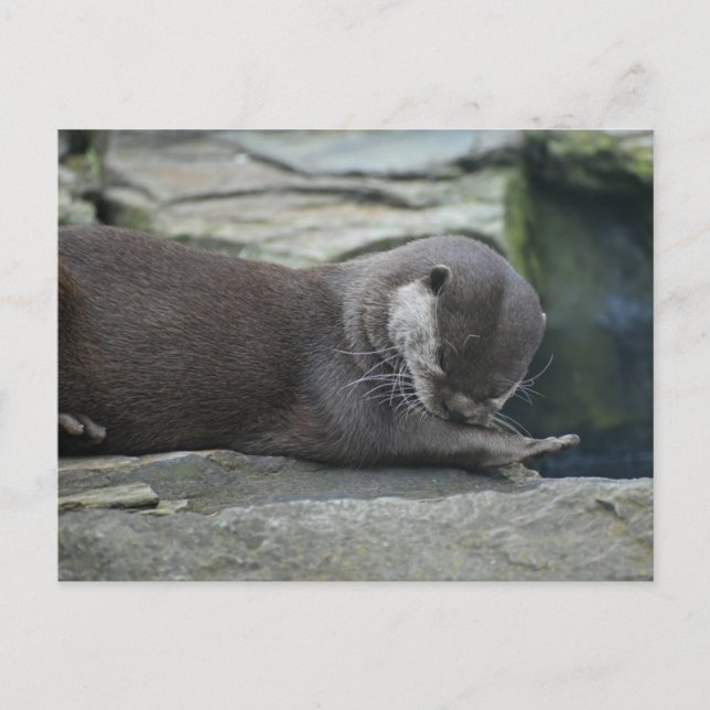 Postal Otter (Anverso)