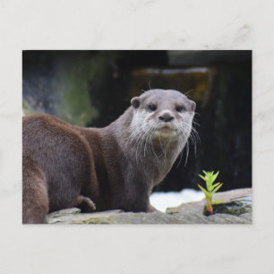 Postal Otter