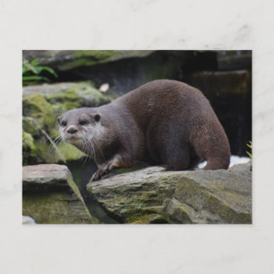 Postal Otter
