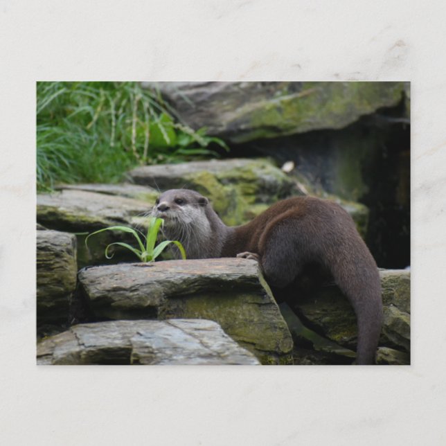 Postal Otter (Anverso)
