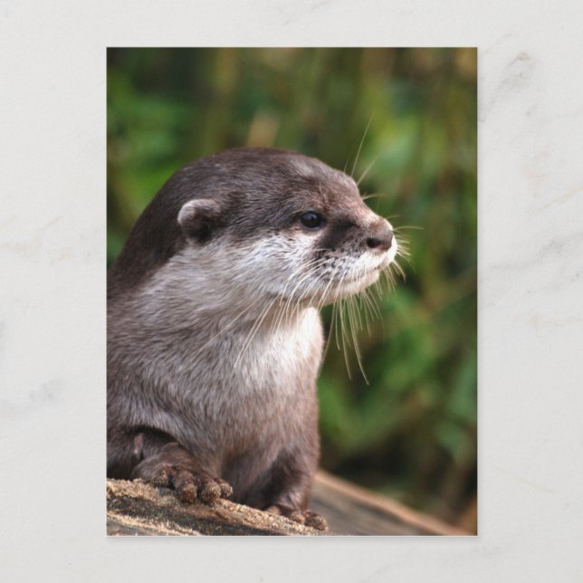 Postal otter-342 (Anverso)