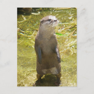 Postal Otter asiático