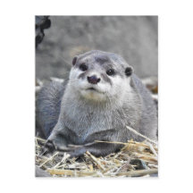 Otter asiático de pequeño tamaño