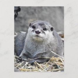 Postal Otter asiático de pequeño tamaño