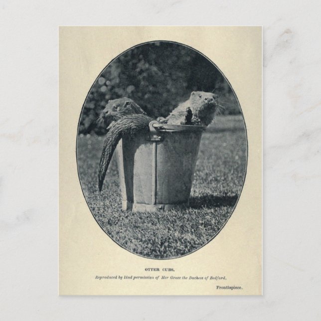 Postal Otter Cubs (Anverso)