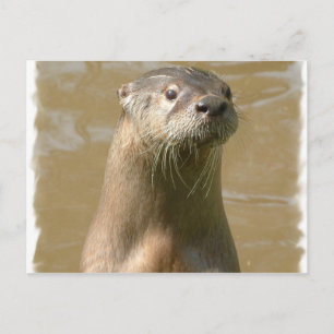 Postal Otter curiosa