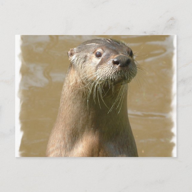 Postal Otter curiosa (Anverso)