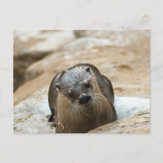 Postal Otter curioso