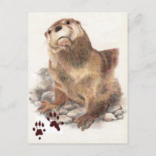 Postal Otter cute River, animal y pistas, naturaleza