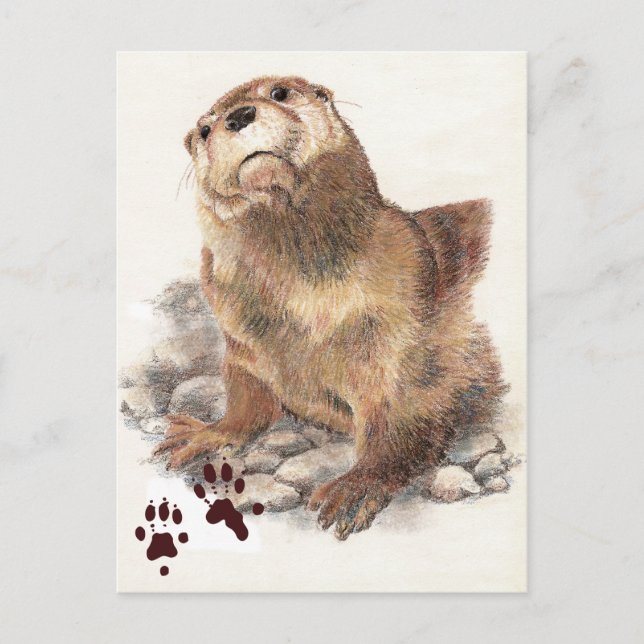 Postal Otter cute River, animal y pistas, naturaleza (Anverso)