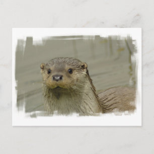 Postal Otter de río gigante