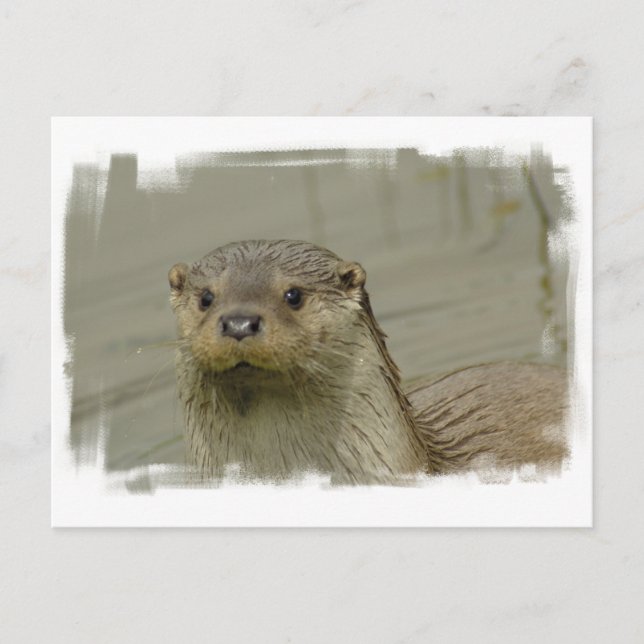 Postal Otter de río gigante (Anverso)