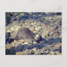 Postal Otter en el zoológico de Drusillas en el subsexo e