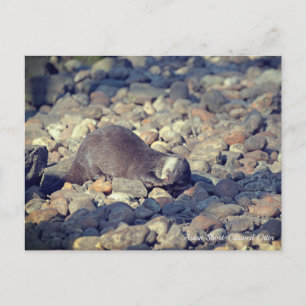 Postal Otter en el zoológico de Drusillas en el subsexo e
