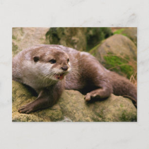 Postal Otter enfadada