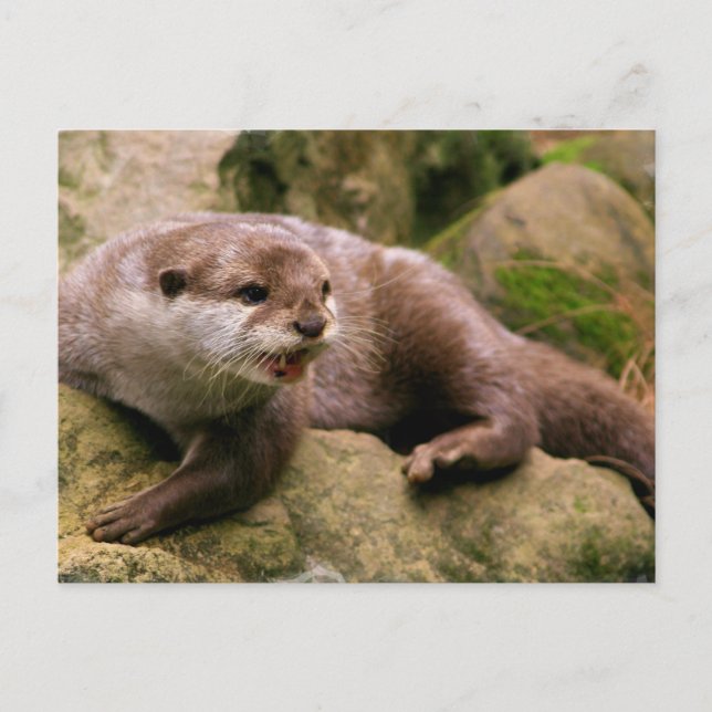 Postal Otter enfadada (Anverso)