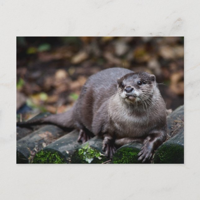 Postal Otter europeo (Anverso)