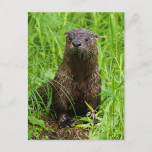 Postal Otter fluvial inteligente