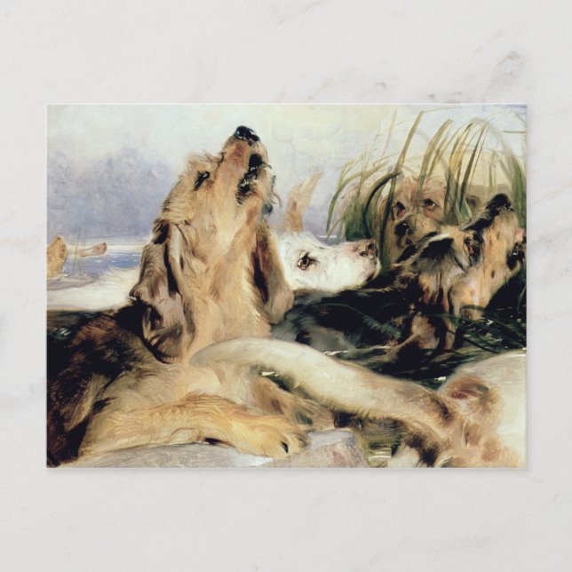 Postal Otter Hounds (Anverso)
