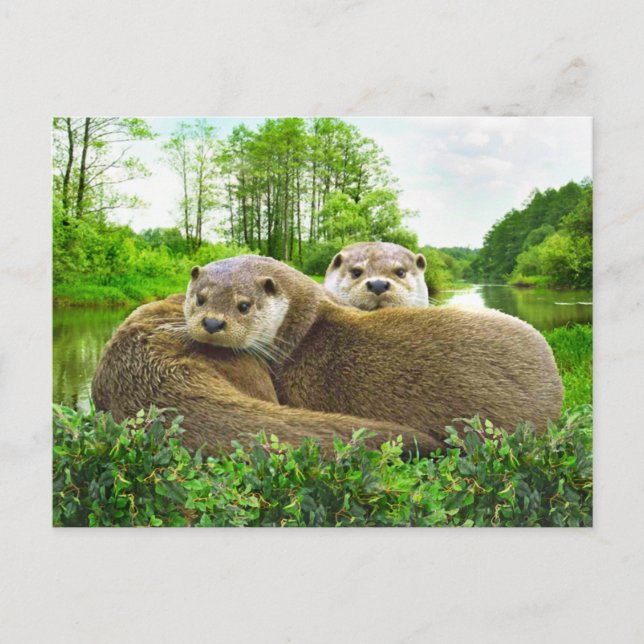 Postal "Otter Love" (Anverso)