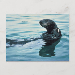 Postal Otter marino