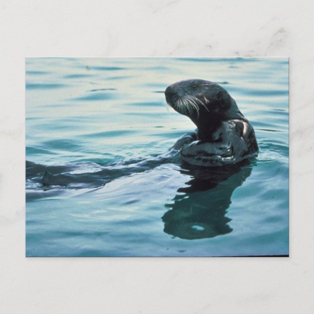 Postal Otter marino (Anverso)