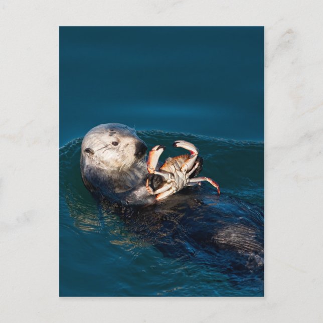 Postal Otter marino (Anverso)