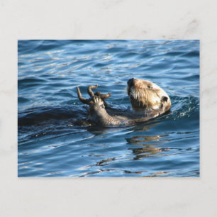 Postal Otter marino